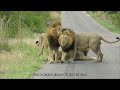 3 Male Lions In Kruger Show How To Love With Passion