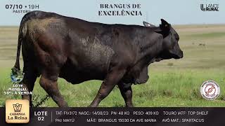 LOTE 2  FIV3172