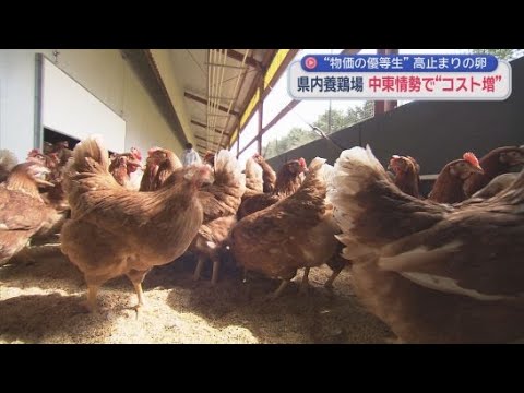 YouTube Video 物価の優等生と言われる「卵」の価格が高騰　鳥インフルエンザで生産が減少　包装資材やガソリンの高騰も価格に反映