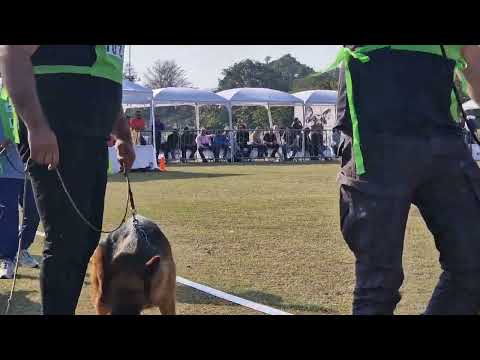 Pakistan sieger show 2025#Junior female class stock hair #Dog show Lahore #Muneer jutt official