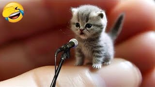 Download lagu Brace yourself for a flood of laughter with these hilarious animals! 😂 mp3