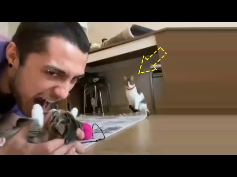 omg so angry cats videos compilations