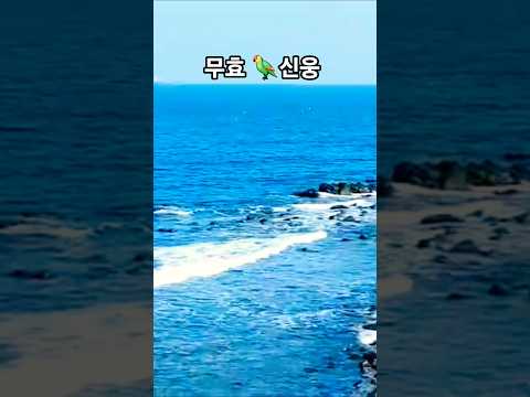 #동해바다#아름다운오션뷰 #무효#신웅#중년감성뮤비