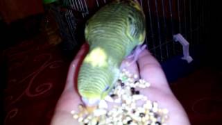 Dressage perruche 2/2