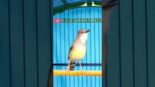 Download lagu Ciblek Semi Gacor, Ciblek Bren #ciblek #ciblekkristal #kicaumanianusantara mp3