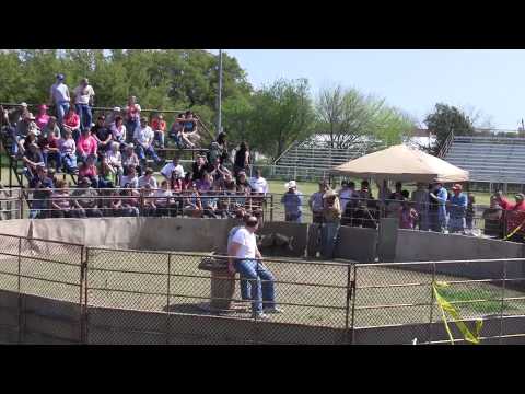 Wild Hog Festival 2010 - Sabinal, TX