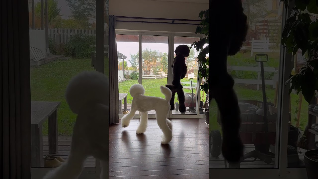 スタンダードプードル風の大ジャンプ #スタンダードプードル #大型犬のいる生活