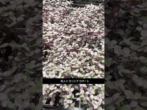 モンテレアーレマンネングサ、モンドヴィマンネングサ、クロスリーフセダム、セダムモンレガレンセ