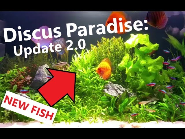 Discus Paradise: Update 2.0 - New German Ram & Fish Tank Maintenance