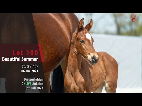 ONLIVE-AUKTION Lot 100 Beautiful Summer Stute v. Bonds - San Amour I