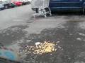 Walmart Seagull Frenzy