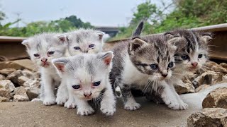 Download lagu I adopt homeless kittens meowing on the side of the road, small rescued kittens mp3