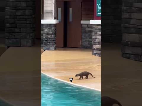 Tiró basura a la piscina… pero una nutria hizo algo increíble 😳🦦#shorts