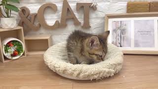 ミヌエットの動画01