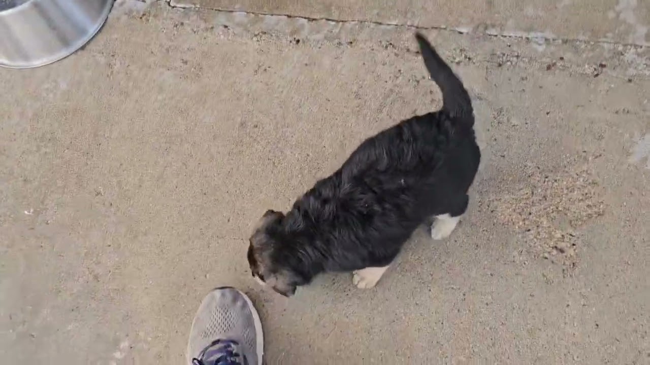 Enlarge Bear, a Adoptable mixed breed in Evergreen, CO video 2/3