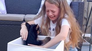 You’ll Instantly Fall in Love Watching This Puppy Christmas Surprise 💖🎁