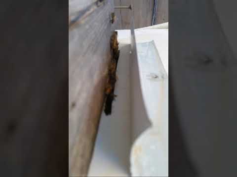 Strange Bee Entrance Behavior After Opening Hive