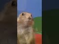 Dramatic Look | Overly Dramatic haha | Gopher #Shorts