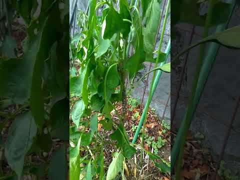 なぜピーマンの苗が育たないのでしょうか？原因と解決策、メンテナンスのヒント  庭園