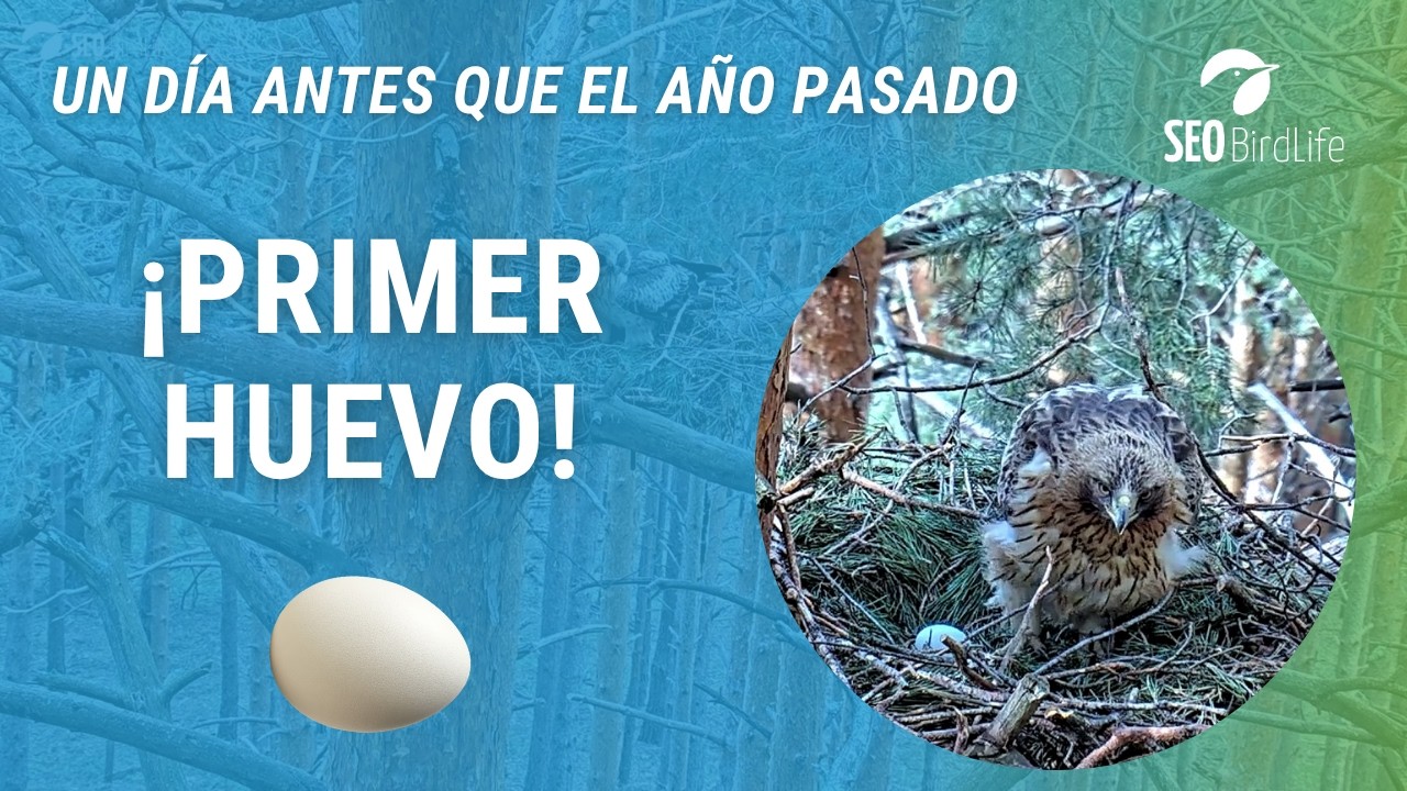 ¡PRIMER HUEVO! 🥚 · Águila calzada 🦅 · P.N. Sierra de Guadarrama