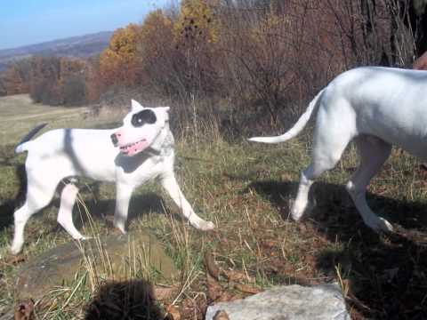 Groove Armada Look me in the eye sister (fan video with Dogos)