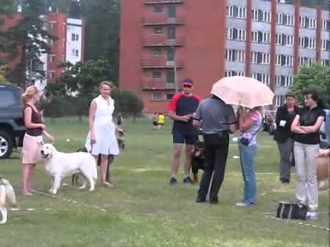 Ogre dog show - BIS top 5