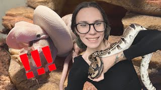 Lets Feed ALL *16* of my SNAKES! Hognose, African House, Ball Pythons, Milk, King, Corns & Rosy Boas