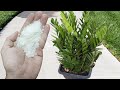 BEAUTIFUL FLOWERING AND GROWTH GUARANTEED WITH JUST 1 CUP ANY PLANT