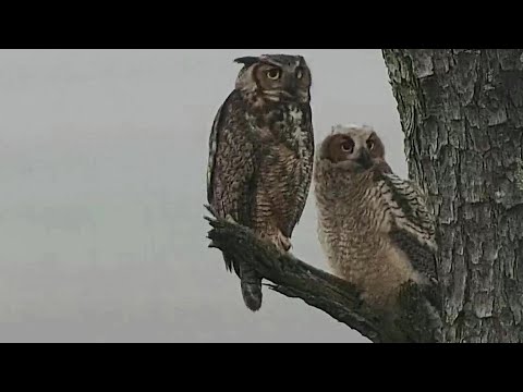 Great Horned Owl~Cuteness overloaded 🥰Mom is preening Grey on a branch~6:53 AM 2022/04/18