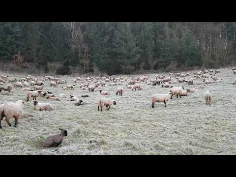 Good Morning für die Schafherde