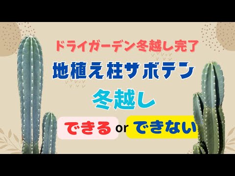 屋外用ボールサボテン義母クッション Echinocactus grusonii