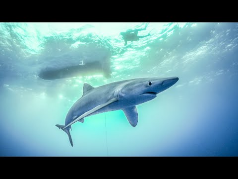 Diving with BLUE SHARKS in the Azores! Sailing Vessel Delos Ep.253