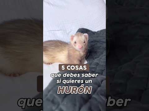 5 Cosas que debes saber sobre los Hurones #animal #animales #mascotas #pets #ferret