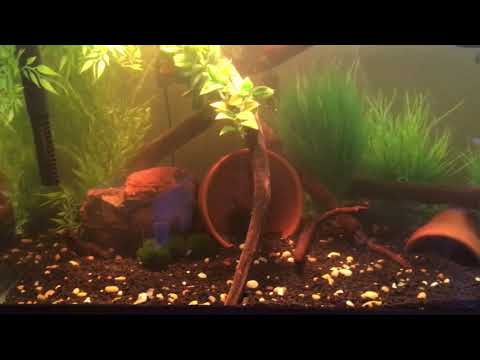 75 gallon turtle tank