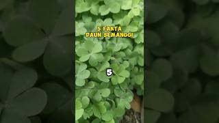 Download lagu 5 FAKTA DAUN SEMANGGI #faktaunik #infounik #facts #healthyfood #healthyfood #shortvideo #videoshort mp3