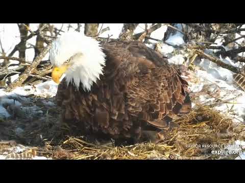 Decorah Eagles North First egg and first shimmy 02 16 2021