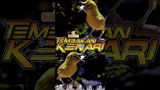 Download lagu Masteran Pleci Tembakan Kenari Utuh Dan Panjang mp3