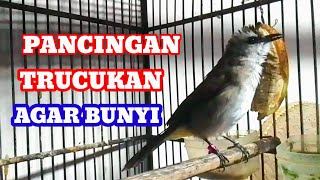Download lagu Suara pancingan trucukan agar bunyi jadikan trucukan gacor seketika mp3