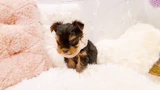 ヨークシャーテリアの動画01