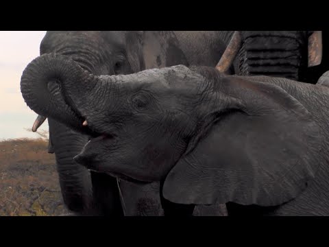 Video trailer för Hidden Elephant Camera | Waterhole: Africa's Animal Oasis | BBC Earth