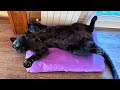 Luna the panther against ticks 🕷️Winter doesn’t go away🥶(ENG SUB)