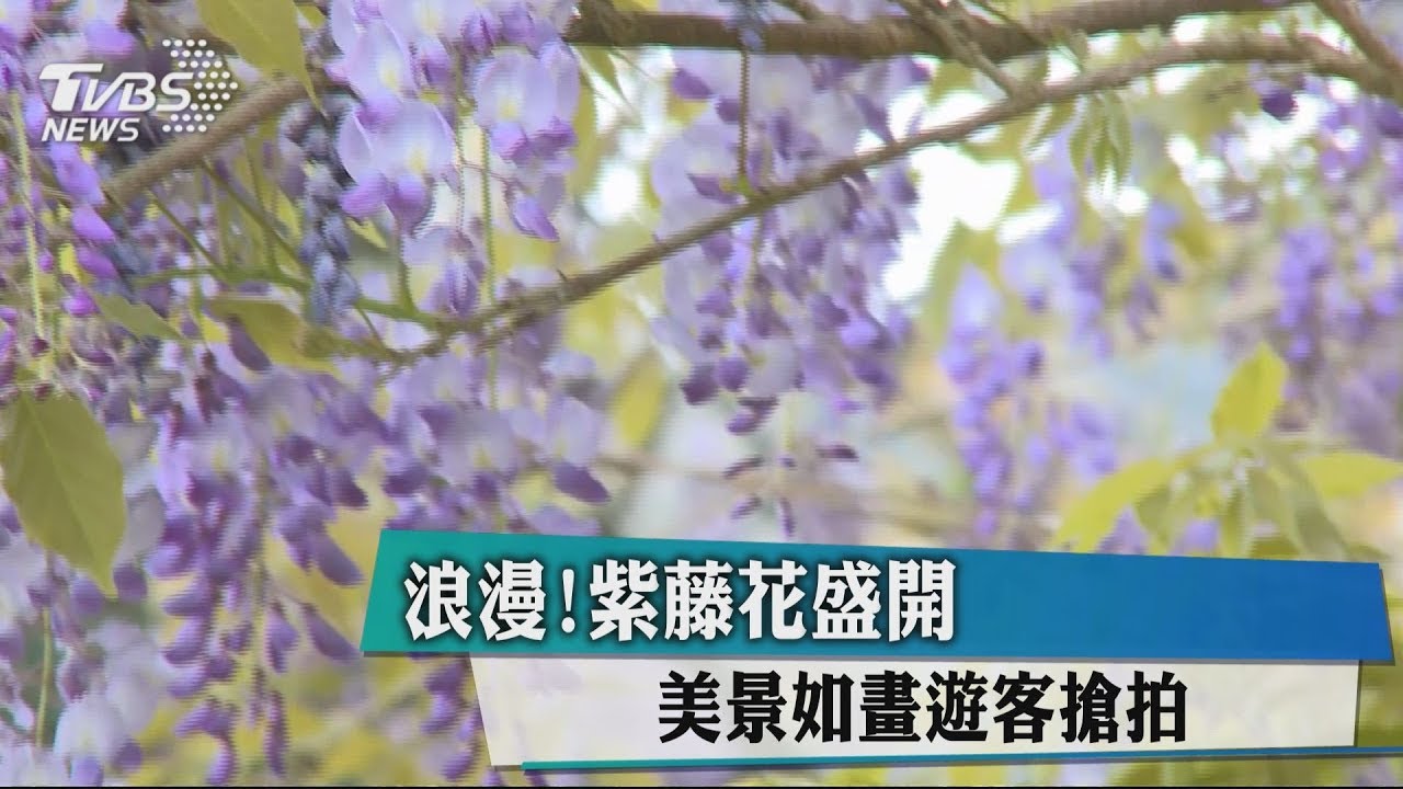 浪漫!紫藤花盛開 美景如畫遊客搶拍