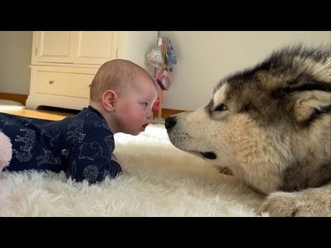 When your dog becomes the trusted nanny - Adorable Moments Between Dogs and Humans