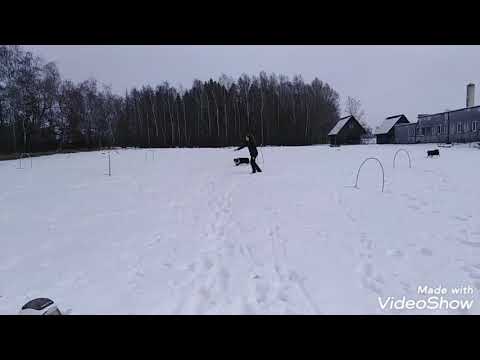 Hoopers training I Iziček