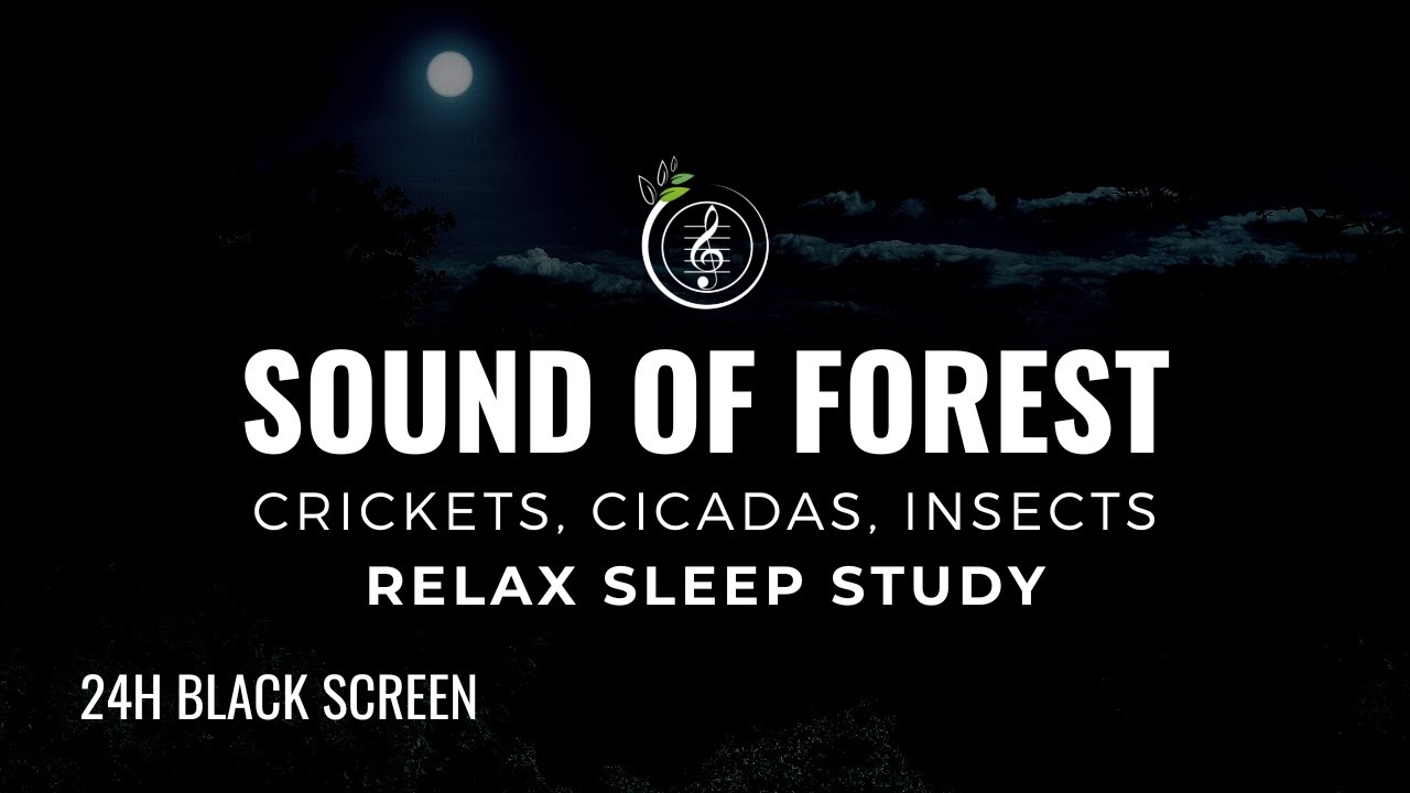 Sound of FOREST, Crickets, Cicadas, Insects | 24h NATURE SOUND FOR SLEEP, MEDITATION, & FOCUS 🌿🌙