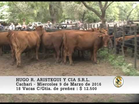 09-03-16 Venta de Vacas Preñadas - Hugo R. Aristegui y Cia S.R.L. - Cacharì.