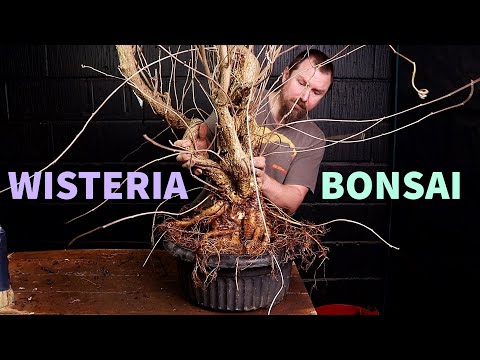 Starting a Wisteria Bonsai Masterpiece
