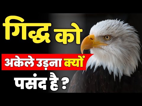 गिद्ध अकेले ही क्यों उड़ते हैं?Why Do Vultures Fly Alone?EasyVSFacts