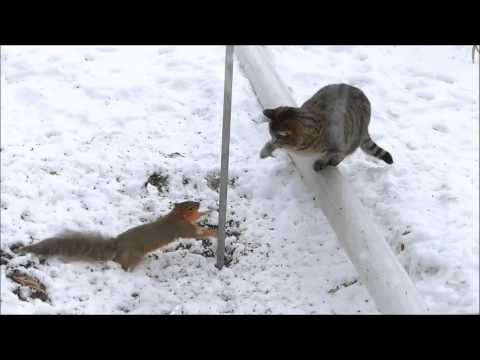 Nibbly-Seed Style vs Iffy-Paw Attack (Cat vs Squirrel Fight)