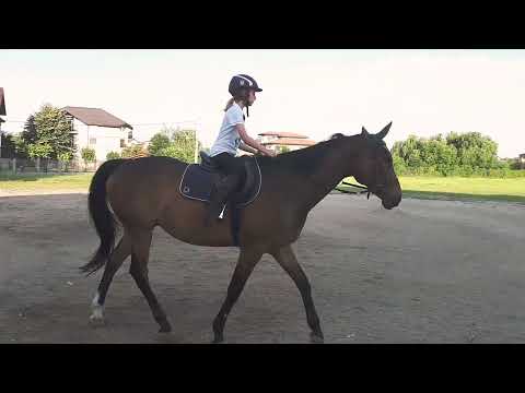 Sesiune de trap la liber 🐴🥕🍎🍏🐎